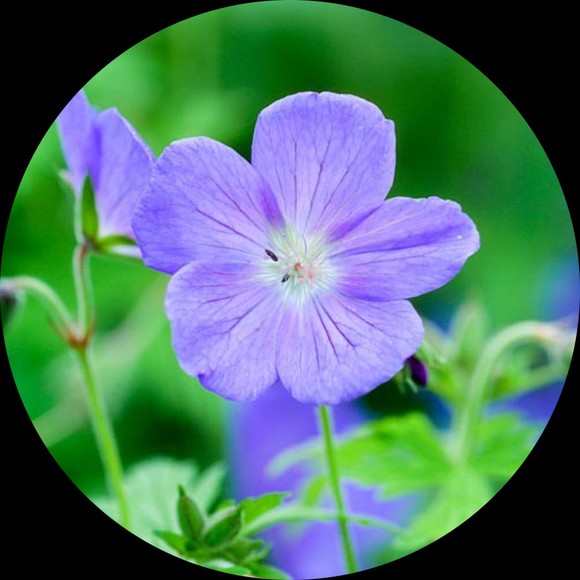 bluegeranium
